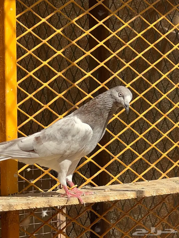 لالكا للبيع 14