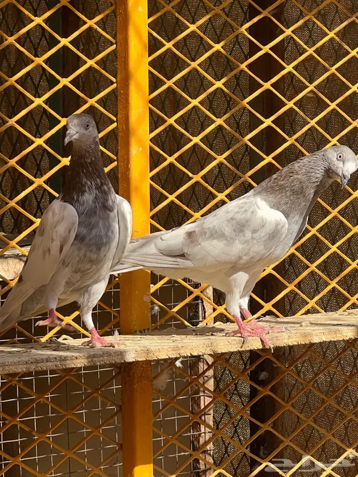 لالكا للبيع 15