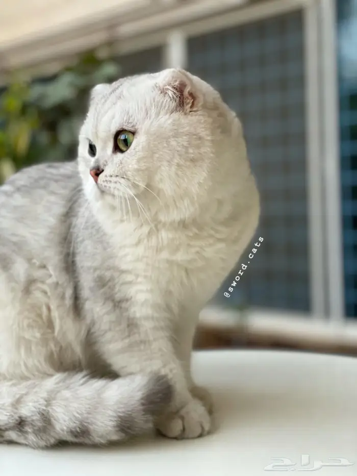 قطه انثى للبيع ( احتمال تكون حامل ) 2