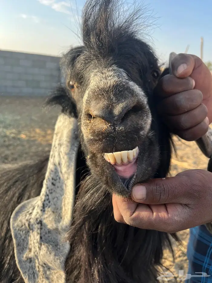 للبيع تيس فحل 2