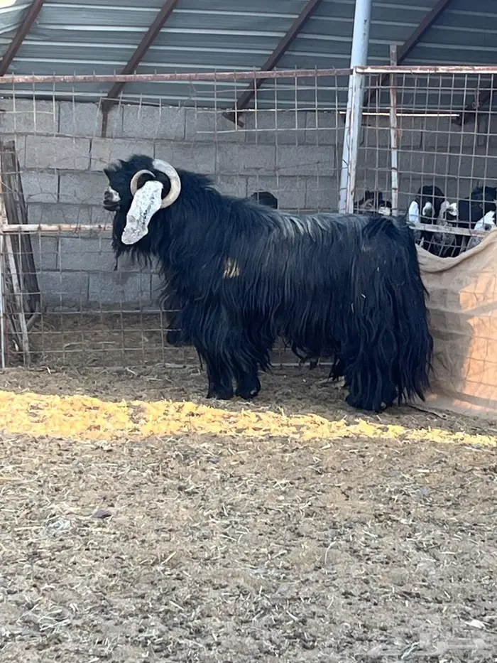 للبيع تيس فحل 1