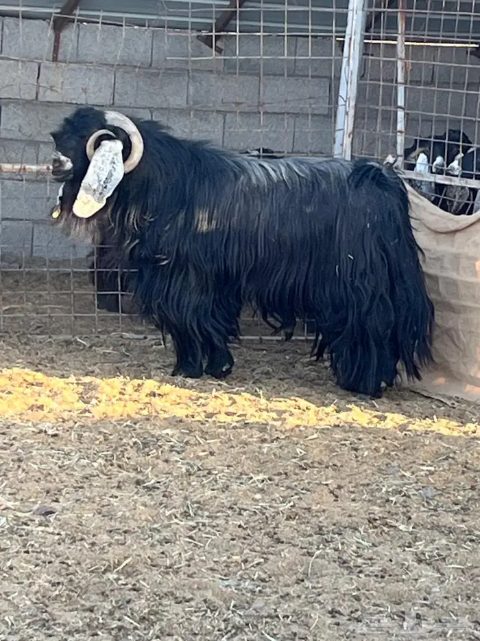 للبيع تيس فحل 0