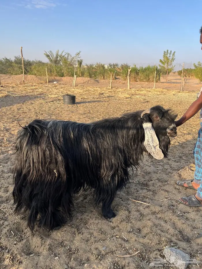 للبيع تيس فحل 3