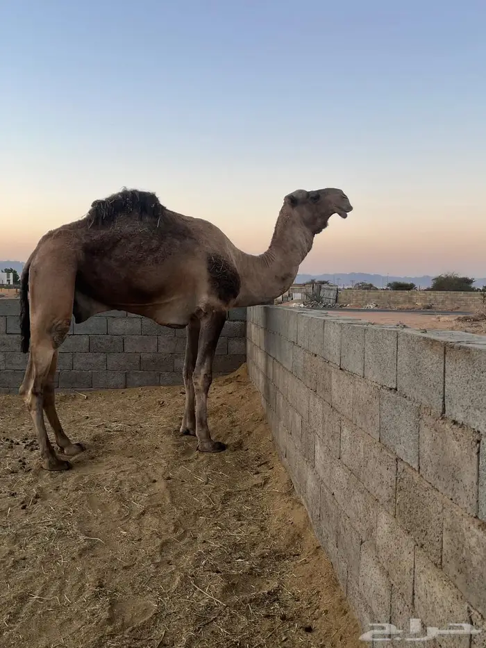 فحل كفو لون وعون 0