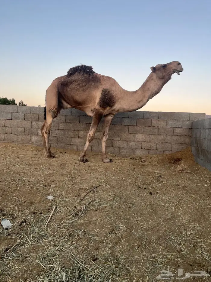 فحل كفو لون وعون 1