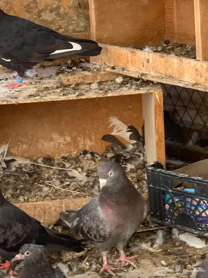 للبيع طيور لوت فحلين وأنثى 2