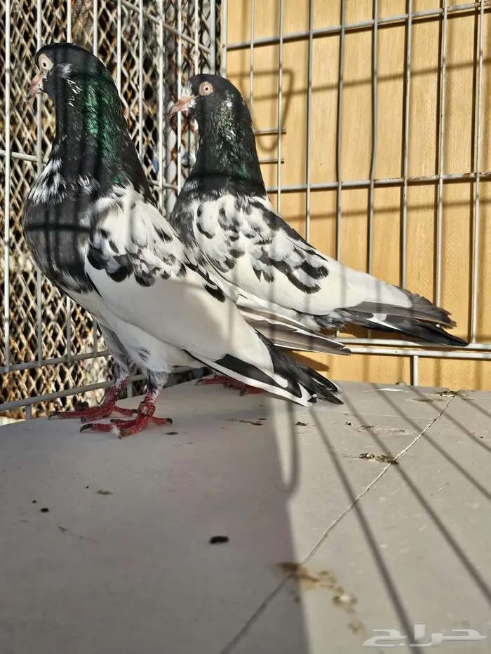 زوج باكستاني رام بوري 3