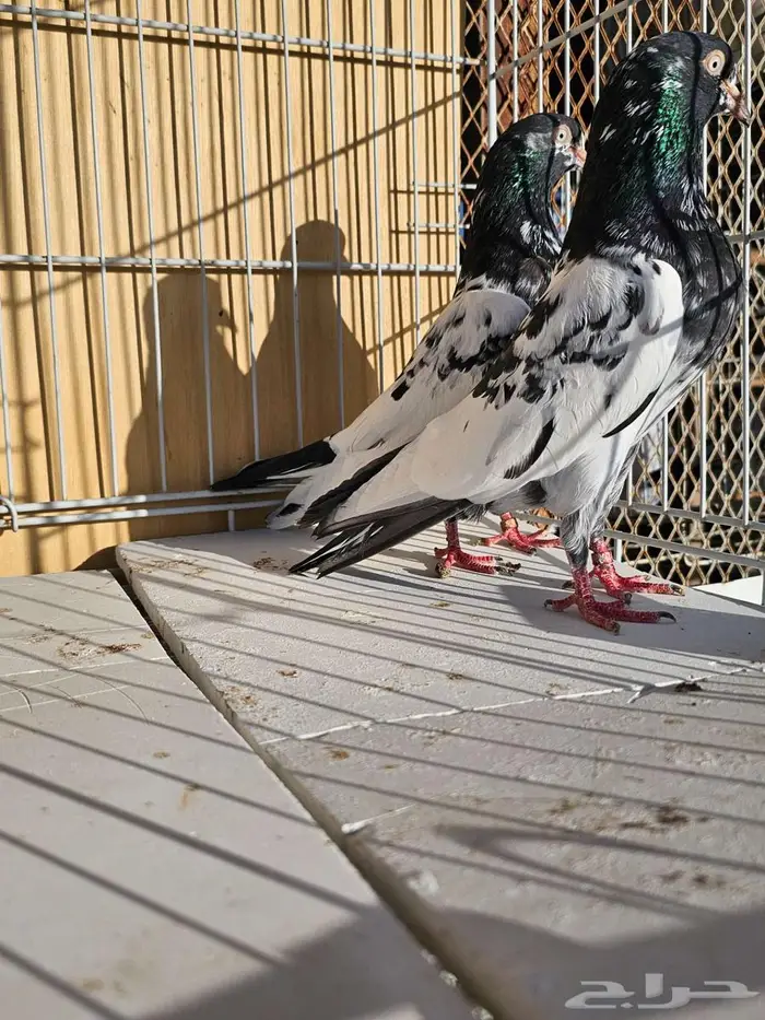 زوج باكستاني رام بوري 0