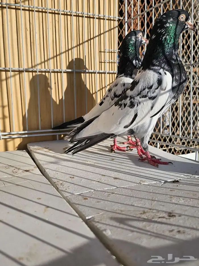 زوج باكستاني رام بوري 1