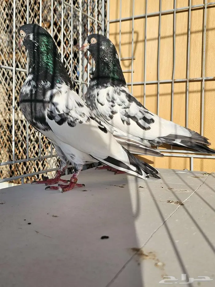 زوج باكستاني رام بوري 4