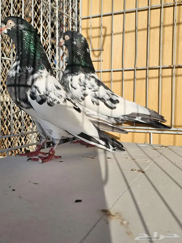 زوج باكستاني رام بوري 2