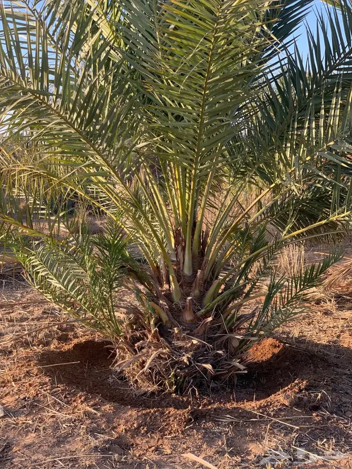 فسايل نخيل   حلوة الجوف. وسكري 1