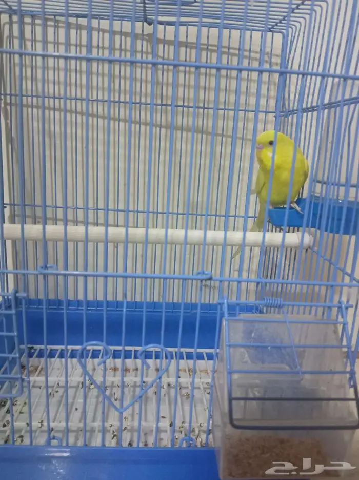 للبيع عصفور الحب لون اصفر تربيه لاكن حذر 1