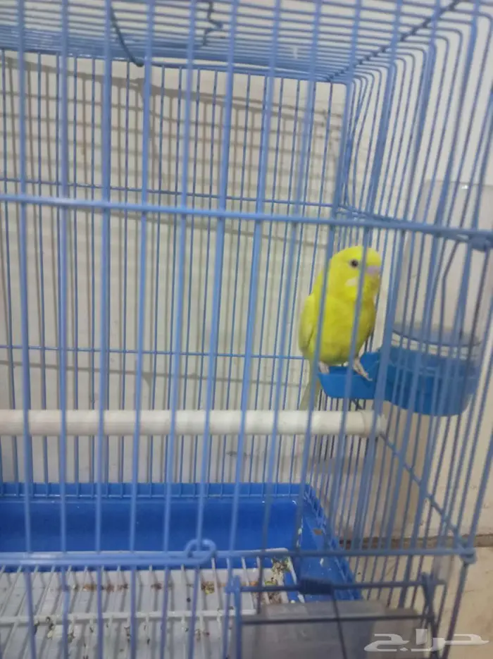 للبيع عصفور الحب لون اصفر تربيه لاكن حذر 2