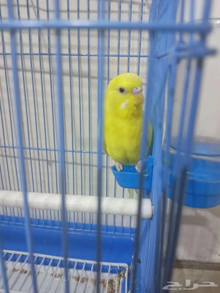 للبيع عصفور الحب لون اصفر تربيه لاكن حذر 0