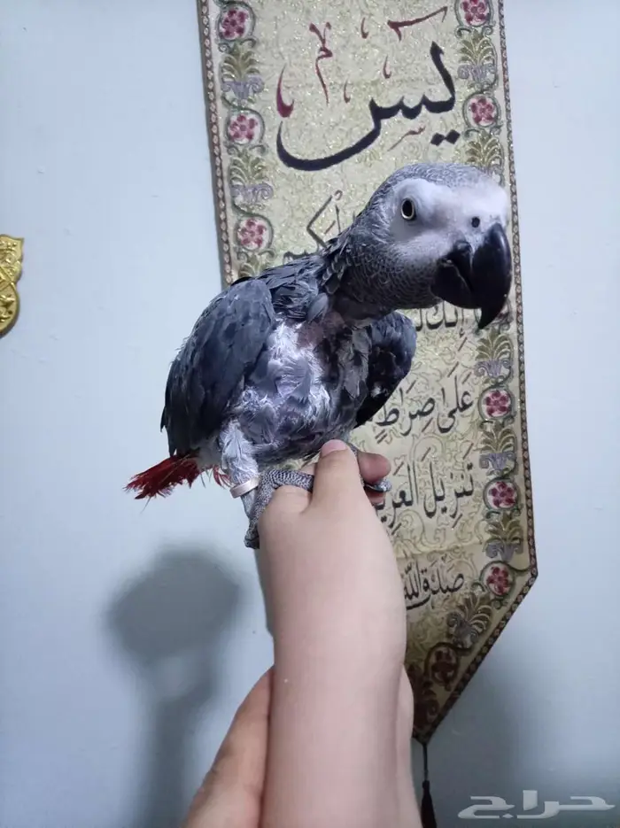 انثي كاسكواليفةمحللةبشهادةمتكلمةللبيع اوبدل بامازوني 0