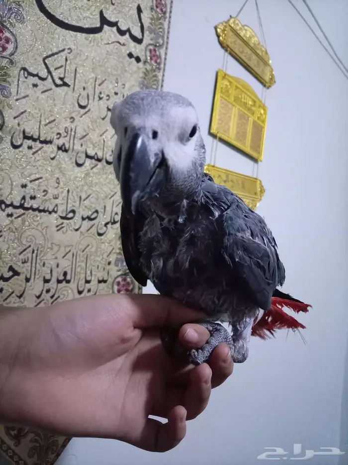 انثي كاسكواليفةمحللةبشهادةمتكلمةللبيع اوبدل بامازوني 3