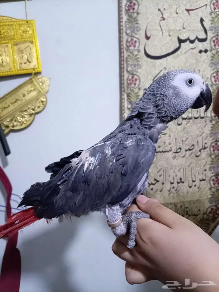 انثي كاسكواليفةمحللةبشهادةمتكلمةللبيع اوبدل بامازوني 2