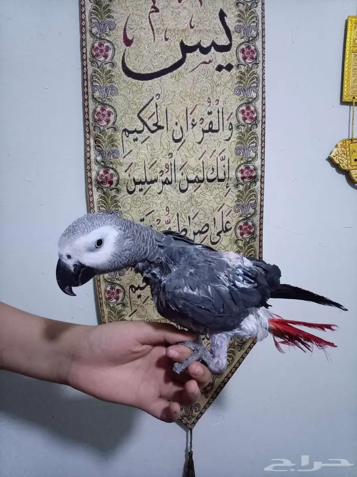 انثي كاسكواليفةمحللةبشهادةمتكلمةللبيع اوبدل بامازوني 1