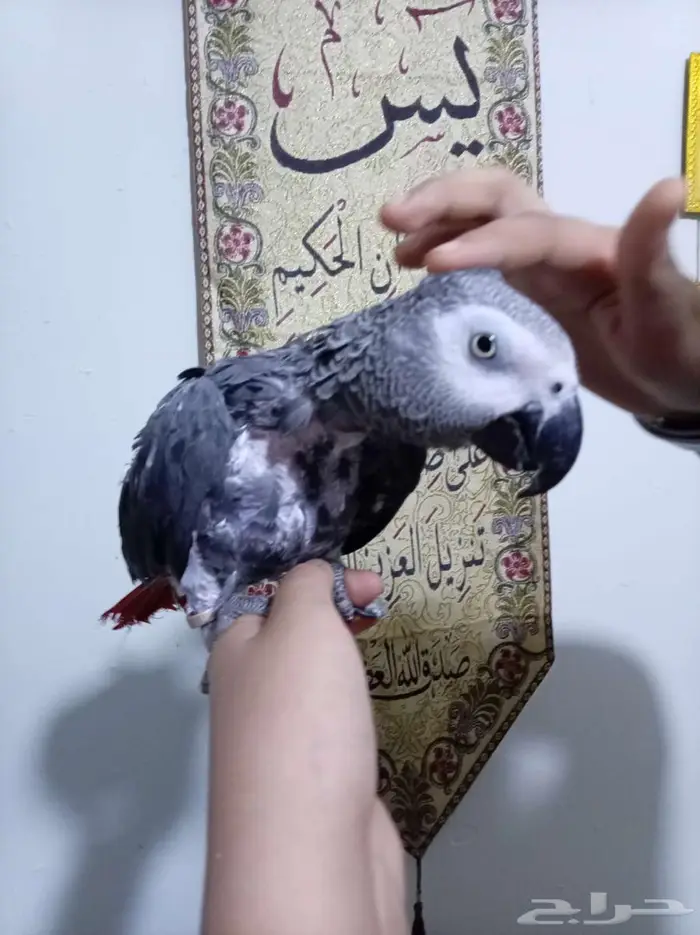 انثي كاسكواليفةمحللةبشهادةمتكلمةللبيع اوبدل بامازوني 5