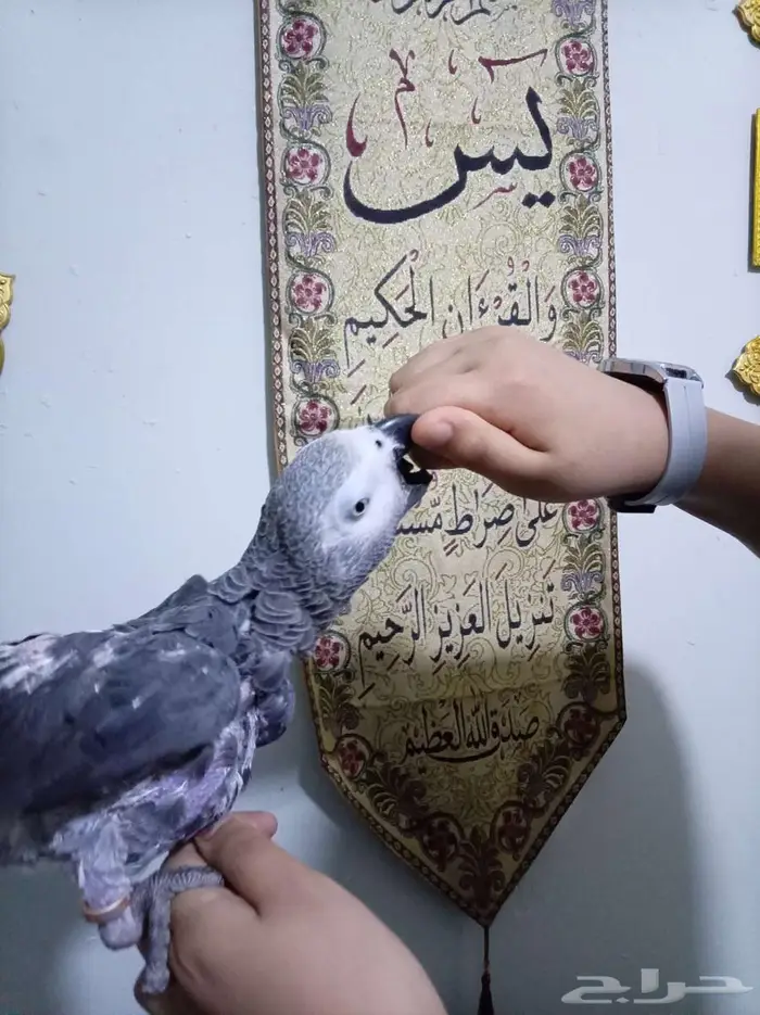 انثي كاسكواليفةمحللةبشهادةمتكلمةللبيع اوبدل بامازوني 7