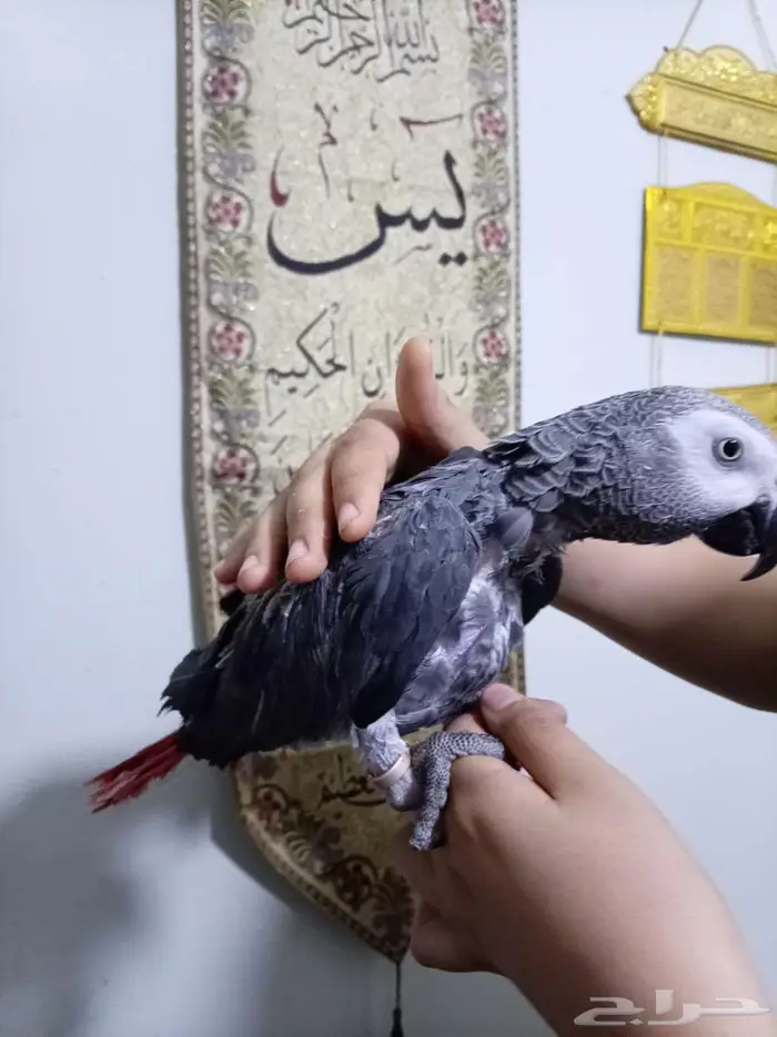 انثي كاسكواليفةمحللةبشهادةمتكلمةللبيع اوبدل بامازوني 8