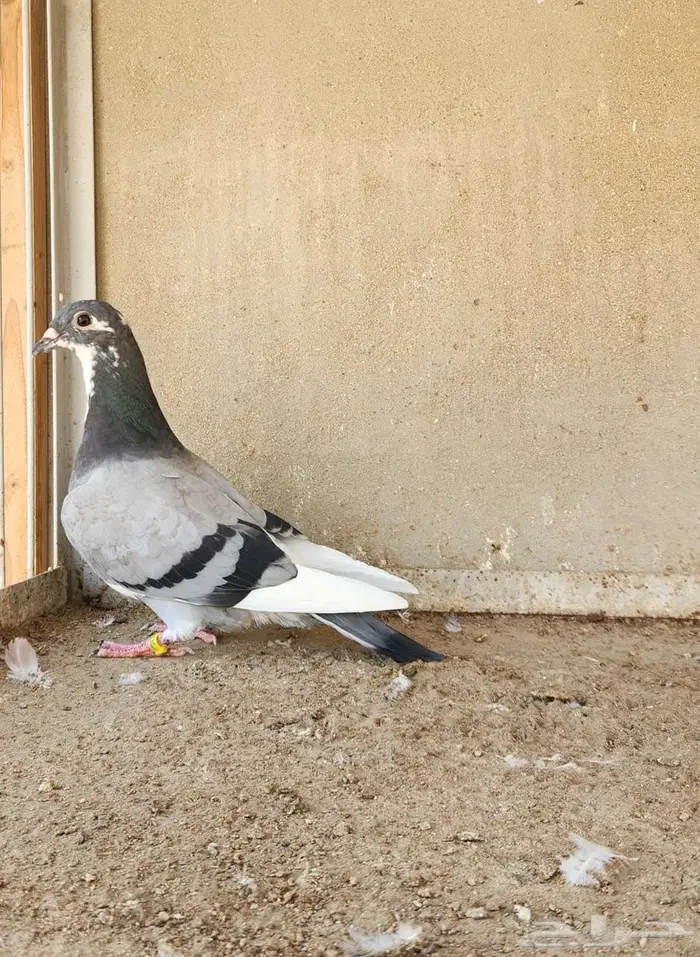 فردة بيور برانغا 1