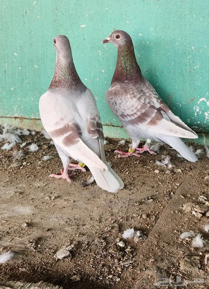 اناثي شبابيات 3