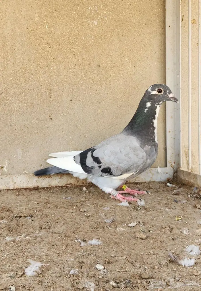 فردة بيور برانغا 0