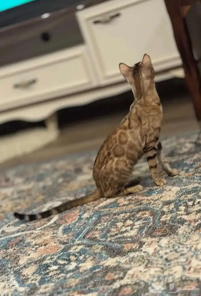 قطة بنغال بيور انثى للبيع 3