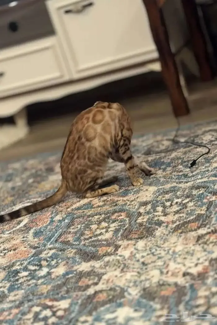 قطة بنغال بيور انثى للبيع 4