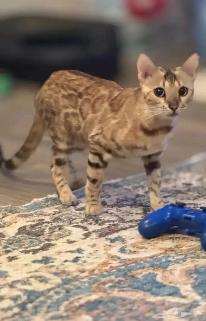 قطة بنغال بيور انثى للبيع 2