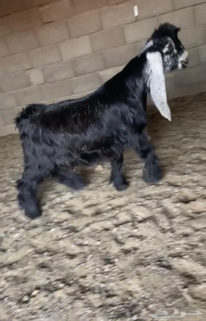 مشاريع فحول عوارض كفو صنف معرفه تعاريف قويه 0