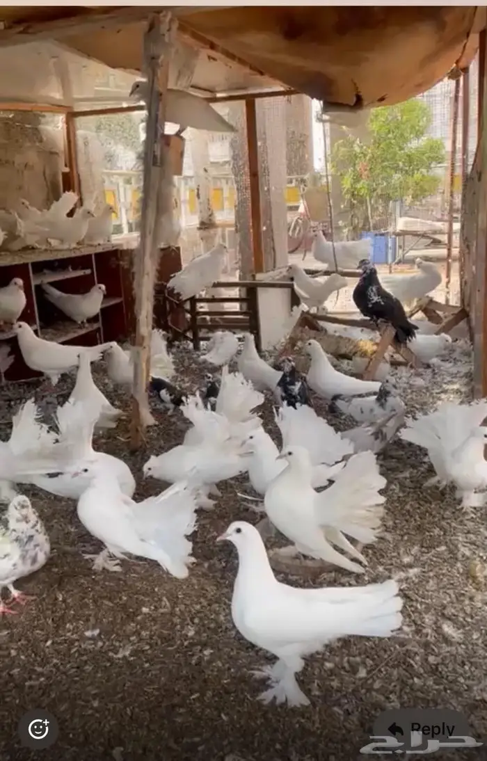 حمام زاجل و رقاص للبيع بالجمله 5