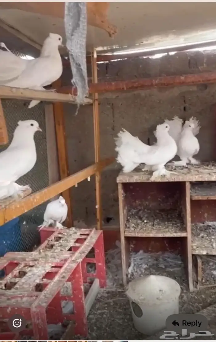 حمام زاجل و رقاص للبيع بالجمله 7