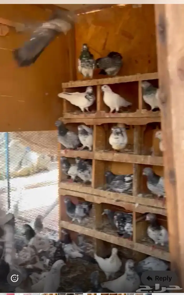 حمام زاجل و رقاص للبيع بالجمله 3