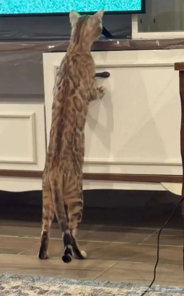 قطة بنغال بيور انثى للبيع 1