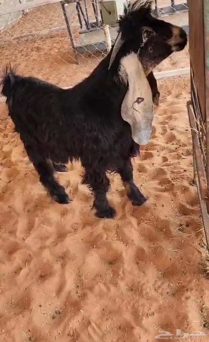 مشاريع فحول عوارض كفو صنف معرفه تعاريف قويه 2