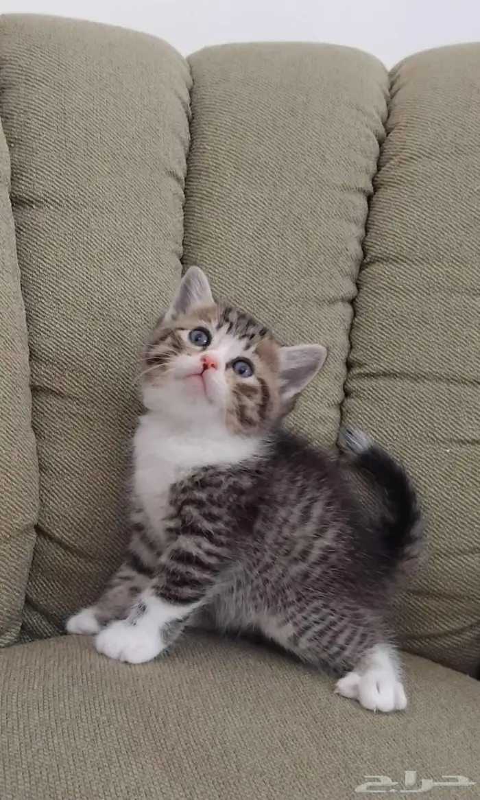 قط سكوتش ستريت شيرازي 3