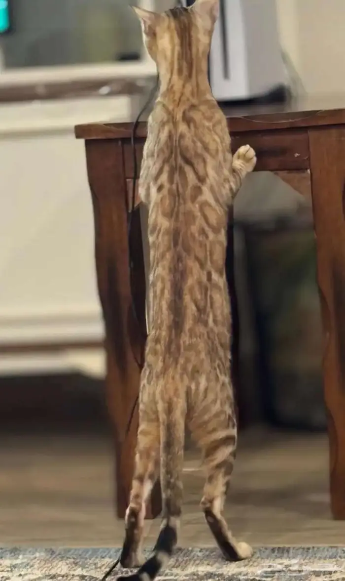 قطة بنغال بيور انثى للبيع 0