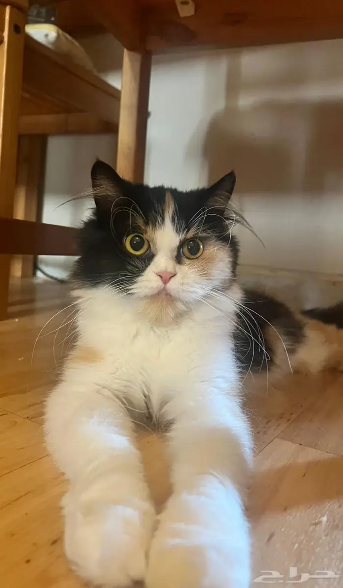 تبني قطه للتزاوج شيرازيه العمر سنتين 0