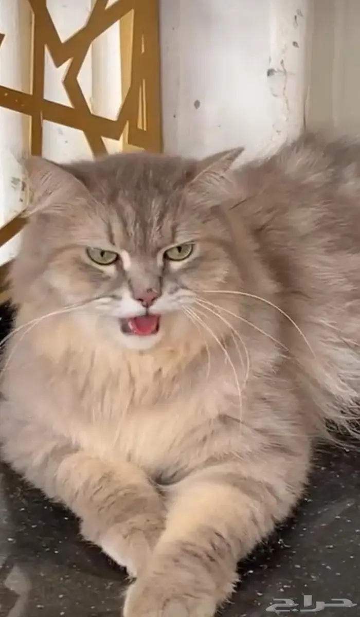 القنفذة حي البرج 0