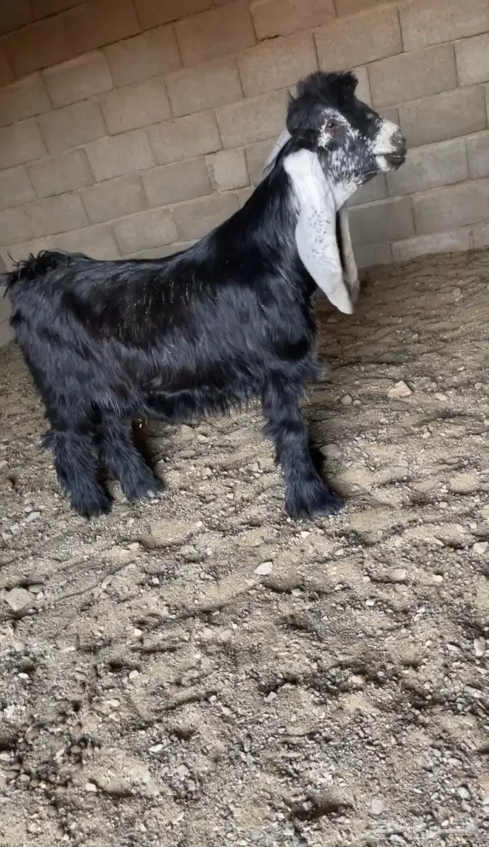 مشاريع فحول عوارض كفو صنف معرفه تعاريف قويه 1