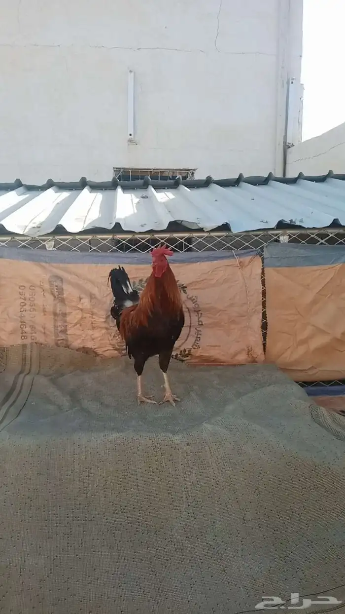 ديك عربي اصيل وشرط 0