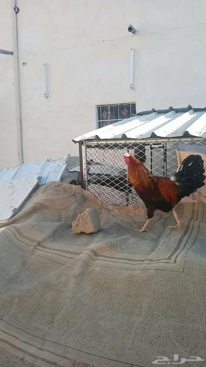 ديك عربي اصيل وشرط 1