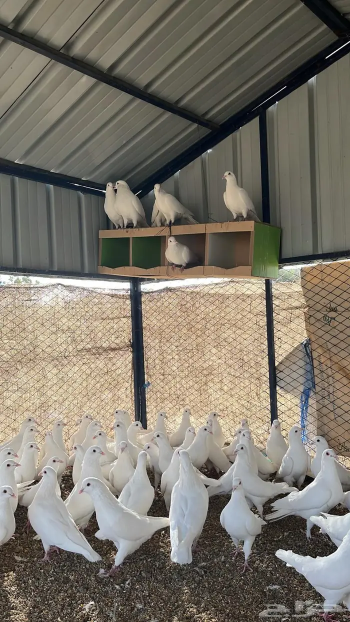 تم البيع الله يبارك لرعيه 4