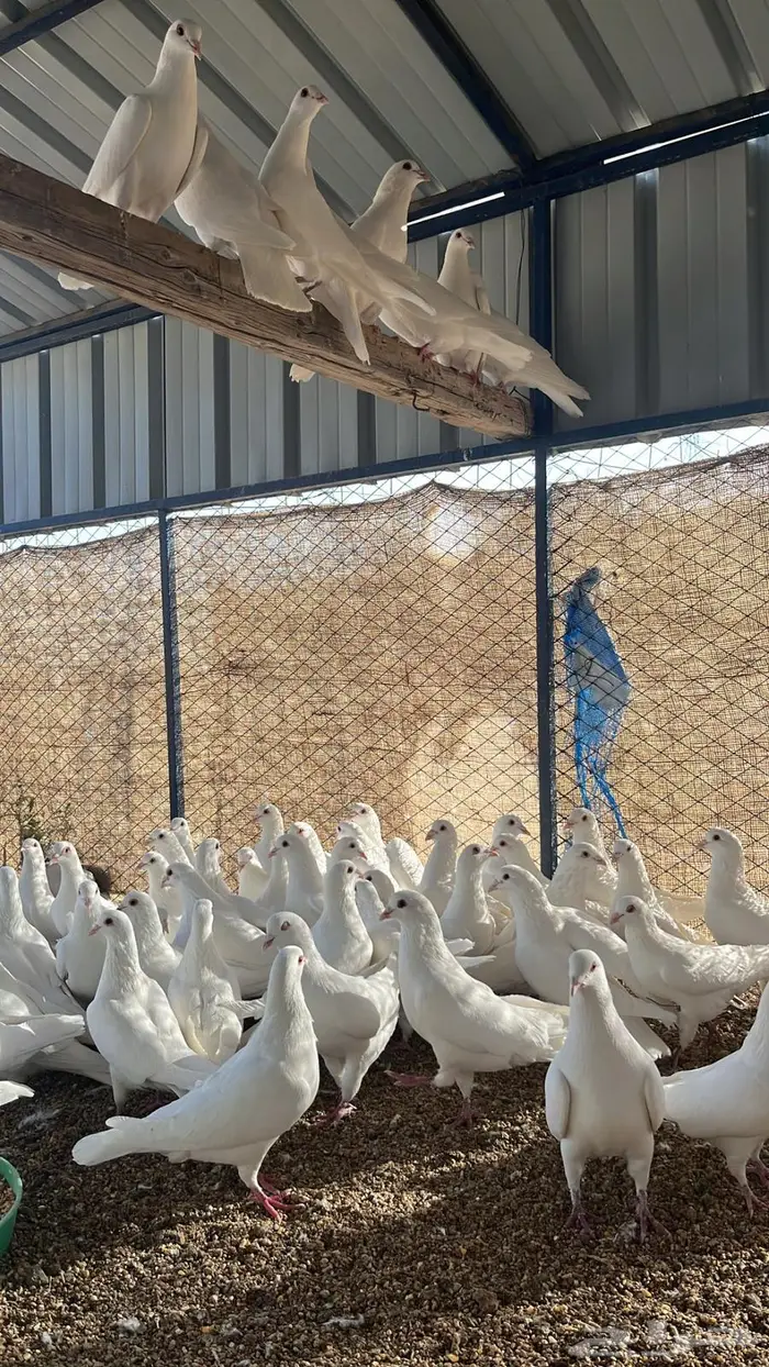 تم البيع الله يبارك لرعيه 6