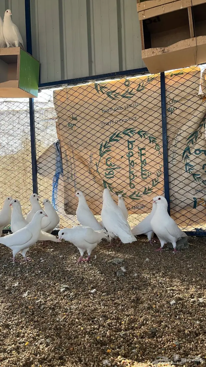 تم البيع الله يبارك لرعيه 1