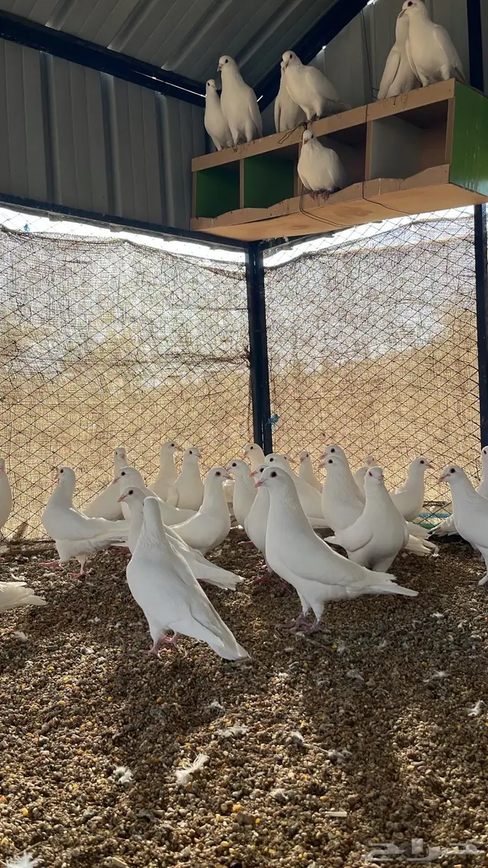 تم البيع الله يبارك لرعيه 2