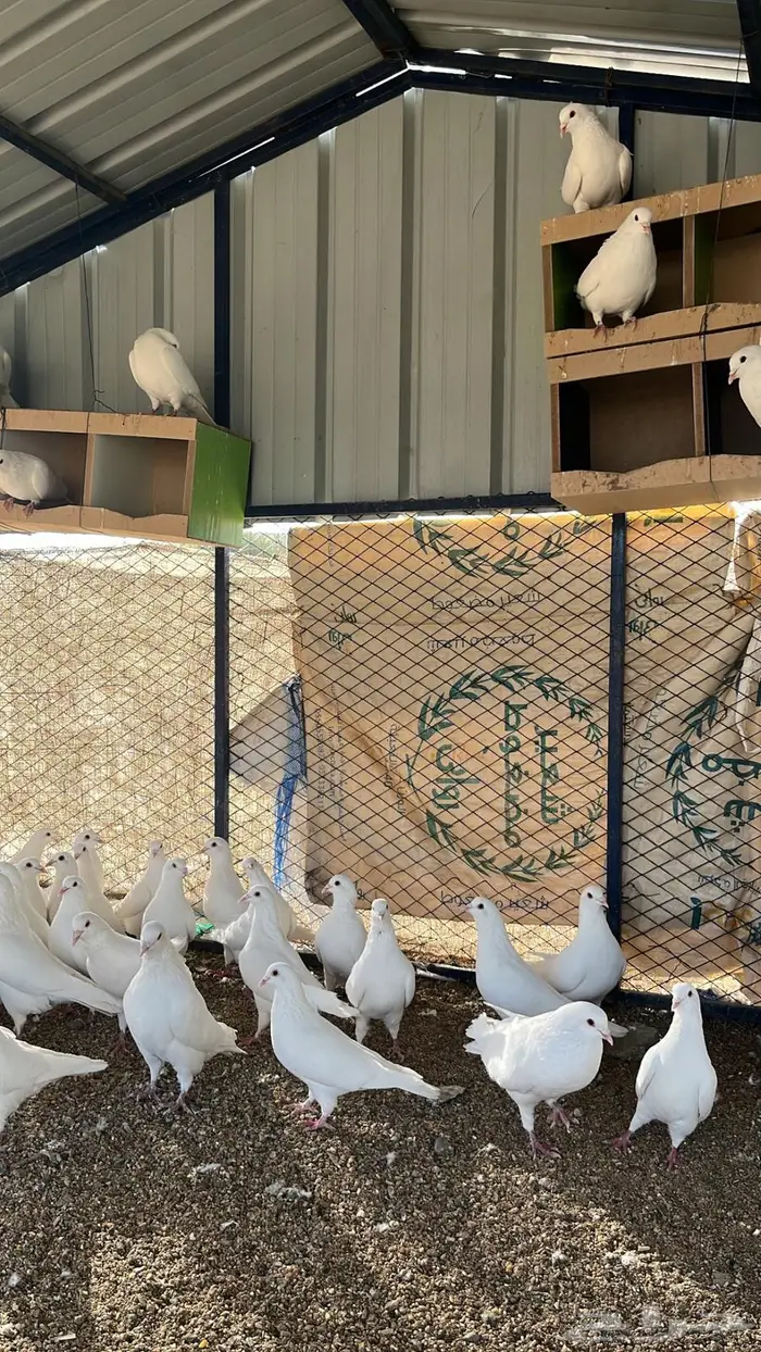 تم البيع الله يبارك لرعيه 5